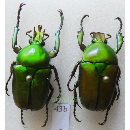 Taurrhina stanleyi camerunensis De Lisle, 1947 pair +25mm Cameroon43b